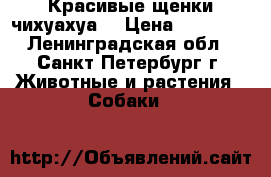 Красивые щенки чихуахуа  › Цена ­ 10 000 - Ленинградская обл., Санкт-Петербург г. Животные и растения » Собаки   